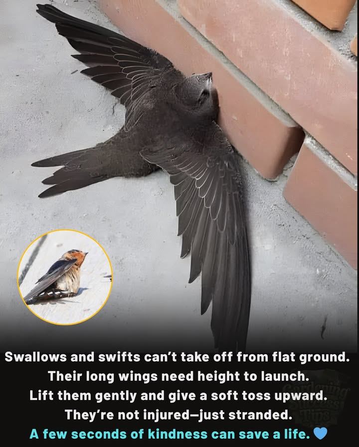 If You Find a Barn Swallow or Chimney Swift on the Ground
 Dont panic  its not sick or dying.
 These birds cant take off from flat surfaces; their wings are made for the sky, not for asphalt.
 All they need is a gentle lift and a bit of height to launch safely.
 Never throw them  just raise your hand or let them start from a soft elevated surface.
 Within seconds, theyll find their wings again and return to the air.
 A brief act of kindness can save a life.

 Each swallow that rises reminds us: even the smallest, most fragile lives deserve a second chance.