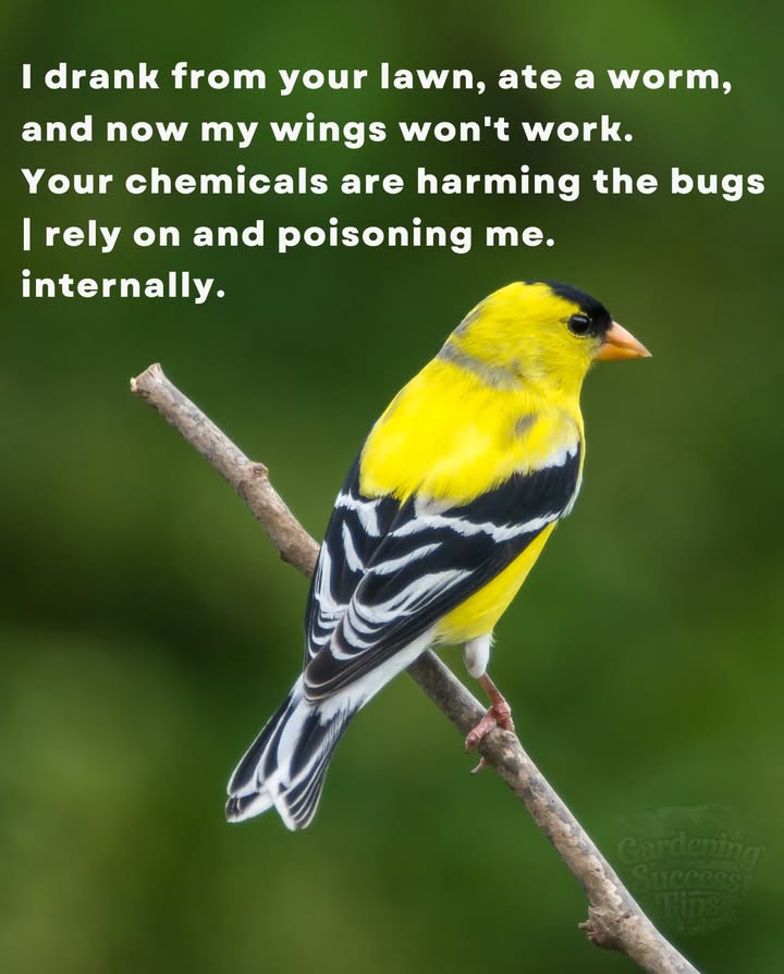 That Perfect Lawn Isnt Worth the Cost 
Beneath the lush green lies a toxic truthpesticides and herbicides dont stop at pests.
They seep into soil, run off into water, and find their way into the beaks of birds.
Every perfect patch can ripple harm through the entire food chain.
Choose care over controllet nature thrive. 

#EcoFriendlyGardening #ProtectWildlife #NatureOverChemicals