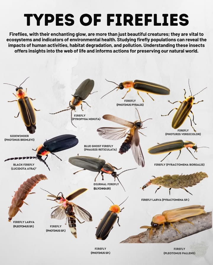 Types of Fireflies
Fireflies are more than glowing summer lights  theyre vital pollinators, pest-controllers, and indicators of healthy ecosystems.

 Sidewinder Photinus brimleyi  unique angled flight
 Black Firefly Lucidota atra  rare & non-glowing
 Blue Ghost Firefly Phausis reticulata  soft, eerie glow
 Diurnal Fireflies Lychnas sp.  active in daylight
 Photinus pyralis  common backyard firefly
 Photuris versicolor  known for mimicry tricks
 Pyractomena borealis  early-season glow
 Pleototmus pallens  late-season flasher
 Larvae various species  live underground for 12 years before glowing

 Protect fireflies by reducing lawn chemicals, keeping dark skies, and leaving wild edges in your garden.