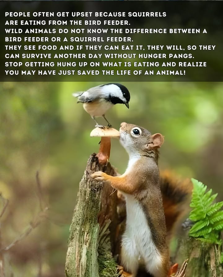 Wild animals dont know what a bird feeder isthey just see food.  

For creatures like squirrels, survival is the only rule. Sometimes, sharing seeds means sparing a life. Kindness can mean letting nature be nature.

Feeders help whoever needs it most each day.