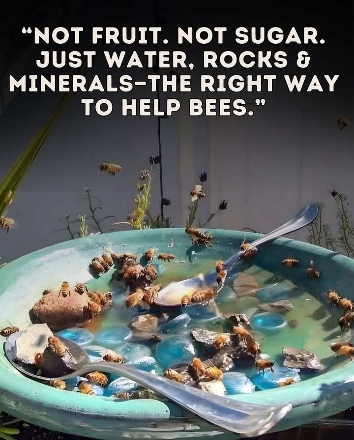 As a beekeeper, I urge you: dont leave out fruit for bees.  When it sits in the sun, it grows bacteria that can contaminate honey and harm the entire colony.

 Instead, set up a bee watering station:
 A shallow dish of water 
 Pebbles or sticks for safe landings 蝹
 A pinch of pink Himalayan salt for minerals 蓼

These minerals help bees regulate their hive temperature a steady 90Fessential for honey production and raising their young. 

 Dont feed bees directly. They thrive best gathering natural nectar and pollen, which keeps their immune systems strong.

 Give them safe, clean waterand youll be helping them in the healthiest way possible.