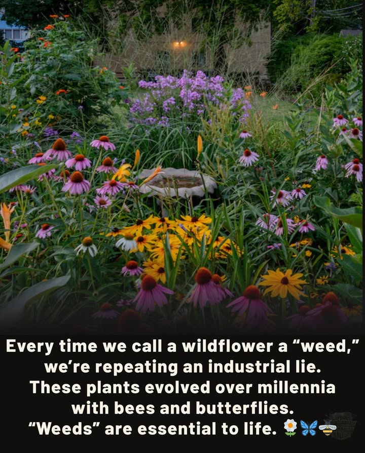 When we mow, spray, or pull them, we silence the songs of birds, starve the bees, and weaken the butterflies.
 Dandelion  early nectar for bees in spring 
 Milkweed  lifeline host plant for monarch caterpillars 曆
 Goldenrod  late-season nectar for migrating butterflies & native bees 
 Clover  food for pollinators and soil enrichers 
 Thistle  vital seed for finches and nectar for butterflies 
 Asters  autumn blooms feeding migrating monarchs and native bees 
 Let the wildflowers grow  they are not weeds, they are the threads of life.