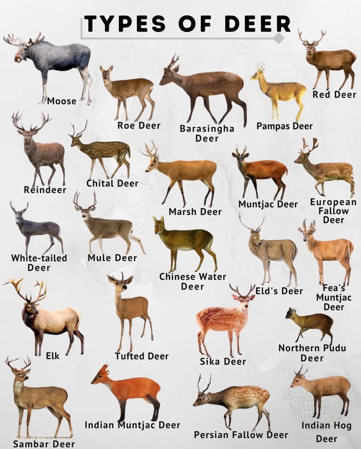 From giants like moose to the tiny pudu, each plays a quiet role in balancing ecosystems.
 Moose  Largest of all deer; found in northern forests.
 Red Deer  Europes iconic woodland grazer.
 White-tailed Deer  North Americas most widespread species.
 Sambar Deer  Hardy native of South Asia.
 Chital Spotted Deer  Graceful beauty of Indian jungles.
 Roe Deer  Compact and adaptable across Europe.
 Reindeer  Arctic traveler known for its endurance.
 Sika Deer  East Asian native with spotted coat.
 Marsh Deer  South Americas wetland dweller.
 Muntjac Deer  Small, shy browsers from Asia.