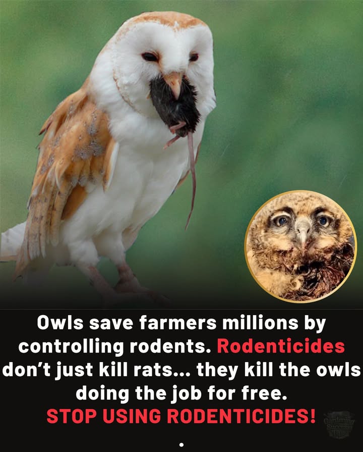 One barn owl family can eat 3,000 rodents a year. Farmers worldwide save millions thanks to these silent hunters.
But rodenticides dont just kill rats  they poison owls, hawks, foxes, and even pets that eat contaminated prey.

Protect predators = protect the balance.
#fblifestyle