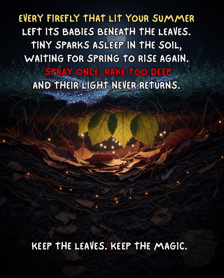 Fireflies lay eggs in soil and leaf litter.   
Their young spend winter under fallen leaves.  
Pesticides and raking destroy next years glow.  
Skip the sprayleave the leaves to protect their magic.