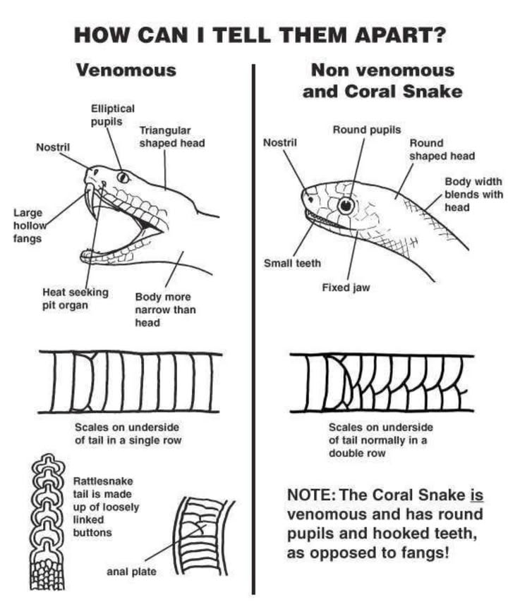How to Tell Venomous vs. Non-Venomous Snakes Apart
 Venomous Snakes: What to Look For
 Triangular Shaped Head
 Elliptical cat-like Pupils
 Visible Nostrils
 Heat-Seeking Pit Organs
醴 Large Hollow Fangs
 Body Narrower than the Head

 Tail Clues:

Scales on the underside of tail: Single row

Rattlesnake tail: made of loosely linked buttons

Anal plate: divided

 Non-Venomous & Coral Snake
 Round Shaped Head
 Round Pupils
醴 Small Teeth
領 Fixed Jaw
 Body width blends with the head

 Tail Clues:

Scales on the underside of tail: Double row

 Note on Coral Snake:
Although it has round pupils, the coral snake is venomous!
It has hooked teeth instead of fangs.