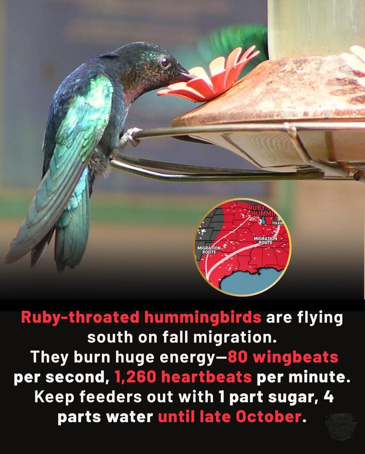 Ruby-throated hummingbirds are on their long journey back south, and this is when they need us most. Each bird flaps its wings up to 80 times per second and keeps a heartbeat racing at 1,260 beats per minuteburning enormous amounts of energy as they travel.

During migration, they feed every 1015 minutes, often consuming up to three times their body weight in food each day. If your feeders seem busier than ever, thats exactly why.

 How to Help:
 Keep feeders up through late October.
 Use 1 part white sugar to 4 parts water no dyes or additives.
 Clean feeders regularly to keep nectar fresh and safe.

Every sip matters for these tiny travelers. By supporting them now, youre giving them the fuel they need to survive the journeyand return again in spring. 

#Hummingbirds #FallMigration