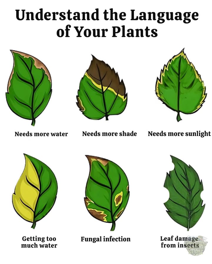 Visual signs your plant needs help 
 Lack of water  dry leaves, yellow edges, brittle  
 Lack of shade  burned, yellowish leaves  
 Lack of sunlight  pale leaves, weak stems  
 Excess water  yellow leaves, rotten roots  
 Fungal issues  spots, mold on leaves  
 Insects  holey leaves, presence of pests  
Observe, care for, strengthen