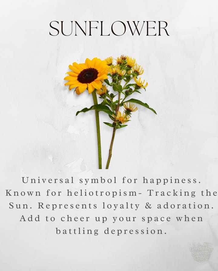 Sunflower: A Bloom of Joy and Hope
This sunny beauty is more than a flowerits a symbol of happiness, loyalty, and light. 
Known for heliotropism it follows the sun!, the sunflower lifts spirits and brightens even the darkest corners. Perfect for cheering up any space
