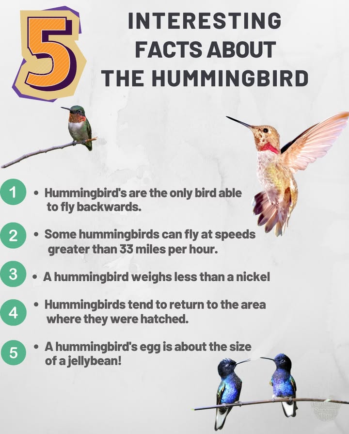 Tiny but mighty, hummingbirds pack some of the most incredible abilities in the animal kingdom. Their lightweight bodies, unmatched flying skills, and unique instincts make them one of natures most fascinating pollinators. 

 Beyond their beauty, they play a vital role in ecosystems by pollinating flowers that many other species cant reach. Protecting their habitats means preserving balance in our gardens and wild landscapes.

#Hummingbirds #fblifestyle