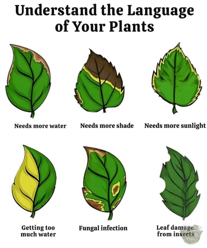 Visual signs your plant needs help 
 Lack of water  dry leaves, yellow edges, brittle
 Lack of shade  burned, yellowish leaves
 Lack of sunlight  pale leaves, weak stems
 Excess water  yellow leaves, rotten roots
 Fungal issues  spots, mold on leaves
 Insects  holey leaves, presence of pests
Observe, care for, strengthen