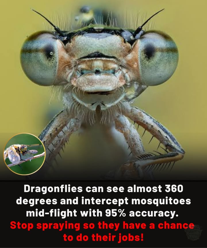 Dragonflies are natures aerial hunters with 360 vision, expertly catching mosquitoes mid-air.

 Lets protect them: stop spraying  save dragonflies  reduce mosquitoes  restore ecosystem balance!