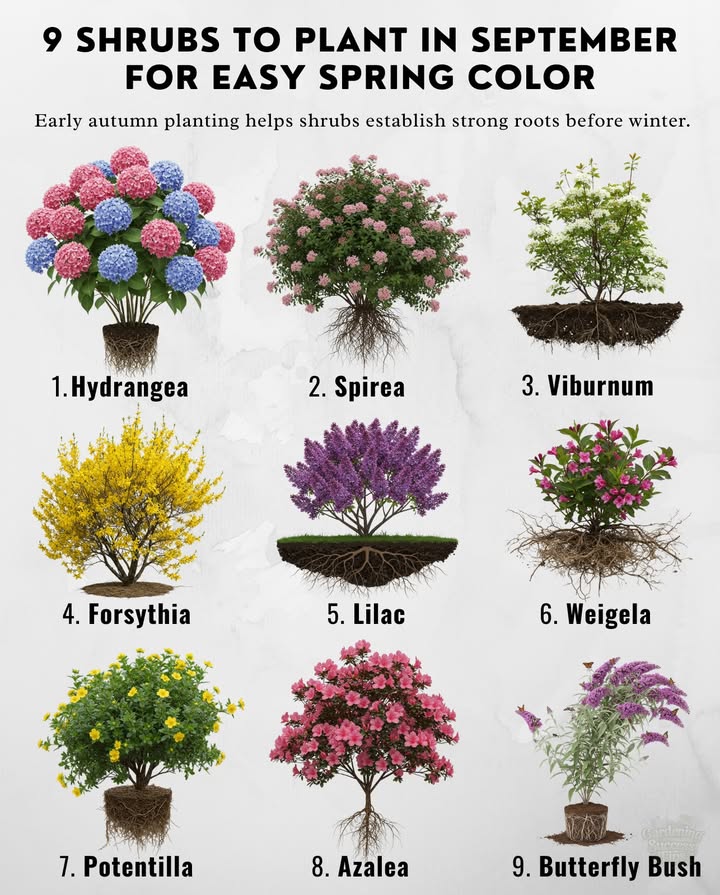 Early autumn planting helps shrubs establish strong roots before winter.

 Hydrangea Zones 39  Long-lasting mophead blooms.
 Spirea Zones 49  Reliable clusters of white or pink.
 Viburnum Zones 48  Fragrant spring blossoms.
 Forsythia Zones 58  Golden yellow early blooms.
 Lilac Zones 37  Iconic spring fragrance.
 Weigela Zones 48  Hummingbird favorite.
 Potentilla Zones 27  Tough & sun-loving.
 Azalea Zones 69  Showy spring blooms.
 Butterfly Bush Zones 59  Pollinator magnet.

 Plant in fall for effortless spring color!