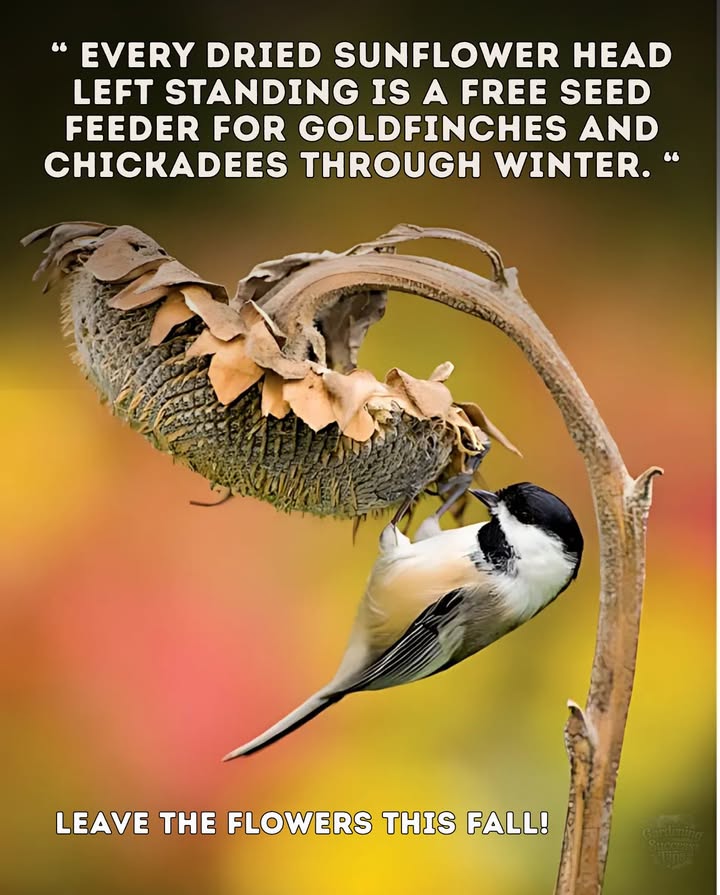 Every dried sunflower head left in the garden becomes a natural seed feeder for goldfinches, chickadees, and other birds. Through fall and winter, those seeds are lifelines when food is scarce.

 Instead of cutting everything down, let the flowers stand. Your garden will feed wildlife long after summer ends.

 A simple choice for you  survival for them.