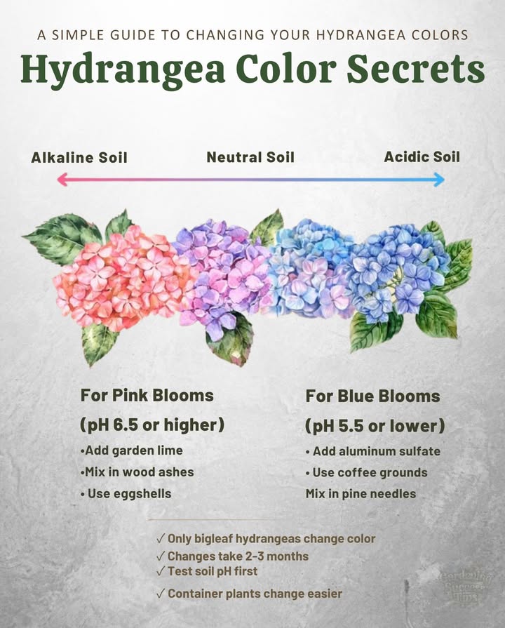 Hydrangea Colors & Soil pH: A Beautiful Connection
Hydrangea blooms change color based on the pH of the soil they grow in.
 Acidic Soil pH below 6.0  Blue or purple flowers
 Alkaline Soil pH above 6.0  Pink or red flowers

 To shift color naturally:
 Add aluminum sulfate or coffee grounds for bluer blooms
 Use garden lime or crushed eggshells for pinker hues

 Works in both containers and garden bedsjust be patient, changes take time!

Hydrangeas dont just growthey tell a story about your soil.
