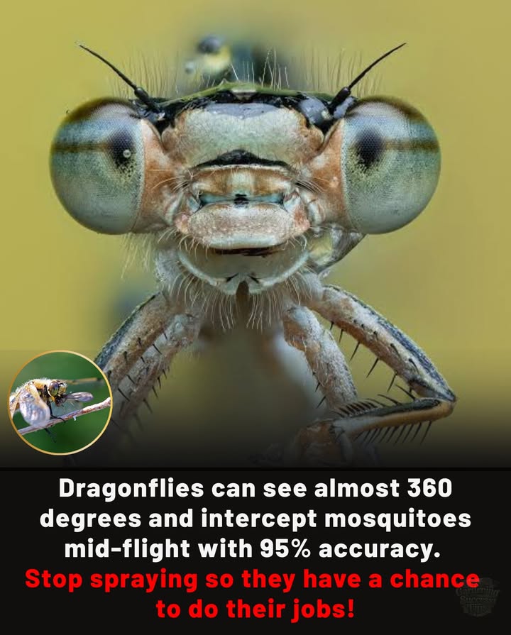 Dragonflies are natures aerial hunters with 360 vision, expertly catching mosquitoes mid-air. 

 Lets protect them: stop spraying  save dragonflies  reduce mosquitoes  restore ecosystem balance!