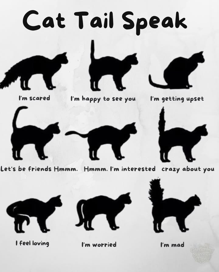 Understanding Your Cats Tail Language! 
 What Is Your Cats Tail Saying?
 Tail Held Straight Up
Mood: Happy, Confident
Theyre feeling social, secure, and glad to see you! 
 Tail Hooked or Curved at Tip
Mood: Friendly, Curious
A sign theyre in a playful or relaxed mood. Its a purr-fect time for interaction.
 Tail Tucked Between Legs
Mood: Fearful, Submissive
Your cat feels anxious or scared. Offer a quiet, safe space to retreat.
 Tail Lashing or Thumping
Mood: Irritated, Angry
Back off! This tail action is a clear sign theyre annoyed or overstimulated.
 Tail Puffed Up
Mood: Terrified or Aggressive
Your cat is on high alerttrying to look bigger to scare off threats. 裡
 Tail Wagging Slowly
Mood: Mildly Annoyed or Uncertain
Unlike dogs, slow wagging in cats can signal inner conflict or discomfort. Check the full body language.
 Tail Quivering While Raised
Mood: Excited, Joyful
Often seen during greetings or near favorite spotsthis tail shake is a sign of affection and joy!
 Why Tail Talk Matters:
Learning your cats tail signals helps you:
Build deeper trust
Avoid stress triggers
Strengthen your bond
Become your cats favorite human