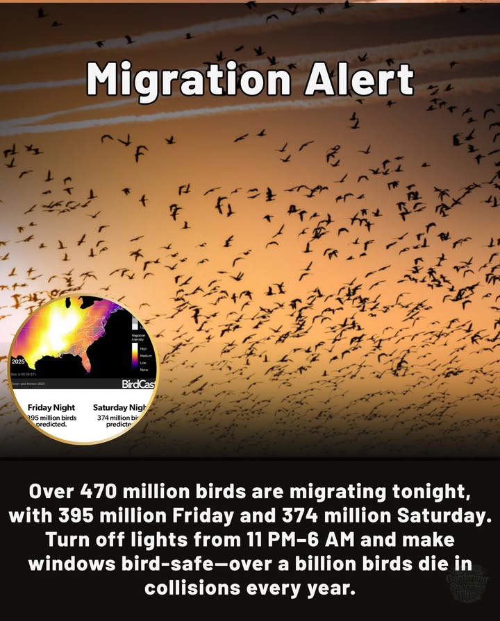 Migration Alert: A Massive 3-Day Movement
Over 470 million birds are expected to take flight across the U.S. tonight, followed by 395 million Friday night and 374 million Saturday night.

 What You Can Do
 Turn off all nonessential lights from 11 PM to 6 AM.
 Make windows safer with bird-friendly films or decals.
 Keep blinds or curtains drawn during peak migration hours.

 Each year, over 1 billion birds die in window collisions. These next three nights are among the heaviest migration events of the seasonyour actions can save countless lives.