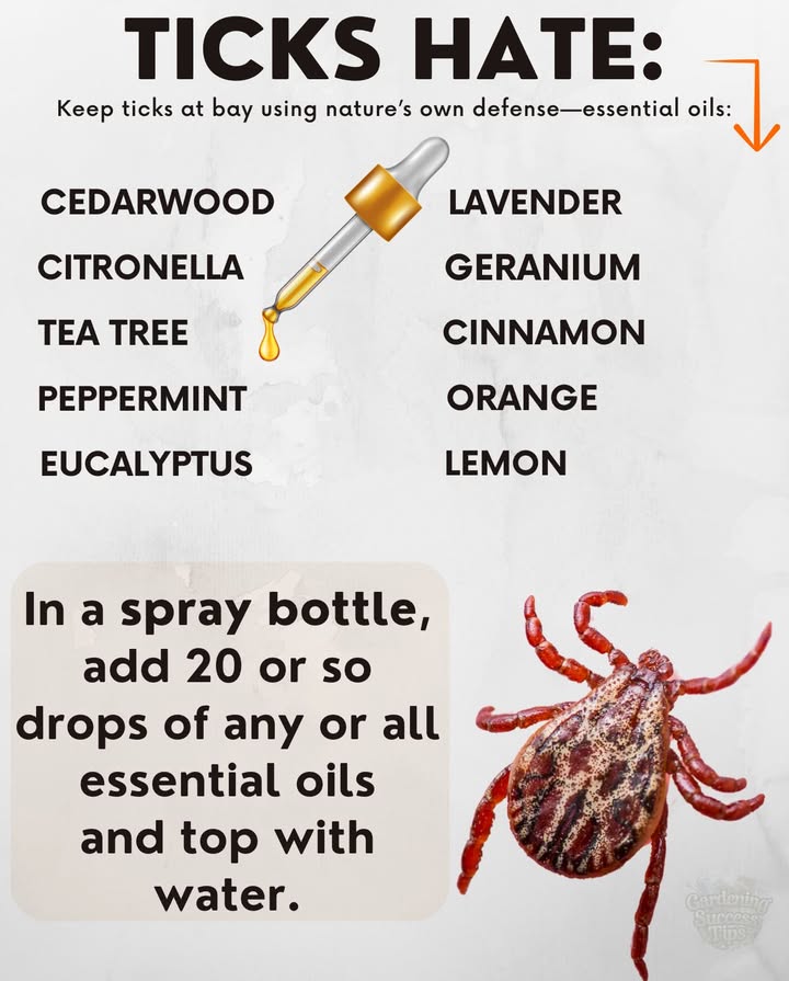 Ticks Hate These! 
Keep ticks at bay using natures own defenseessential oils:

 Cedarwood
 Citronella
 Tea Tree
 Peppermint
 Eucalyptus
 Lavender
 Geranium
 Cinnamon
 Orange
 Lemon

DIY Natural Tick Spray 林
In a spray bottle:
 Add 20 drops of your chosen essential oils
 Top off with water
 Shake and spray on clothing, pets with care, or garden gear

 No chemicals. No bites. Just plant-powered protection.