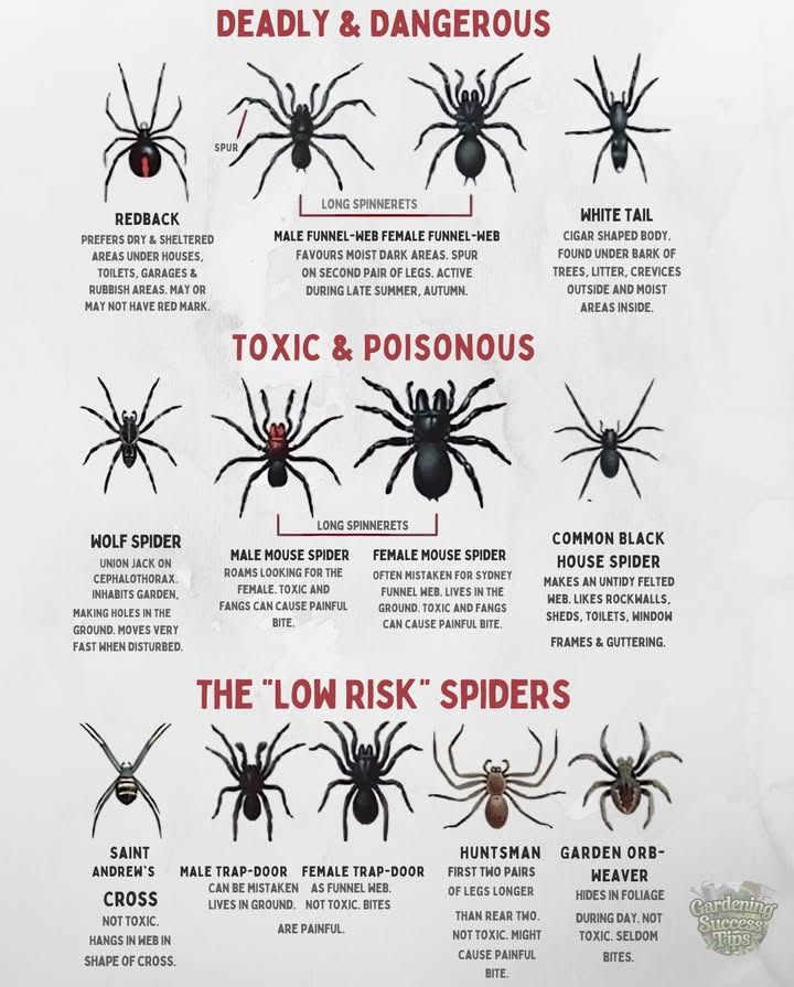 Spider Safety Guide: Know Whats Dangerous! 

 Deadly: Redback, Funnel-web, White tail  
 Toxic: Wolf, Mouse, Black house spider  
 Low Risk: Saint Andrews cross, Trap-door, Huntsman, Garden orb-weaver  

 Stay curious, stay safe!