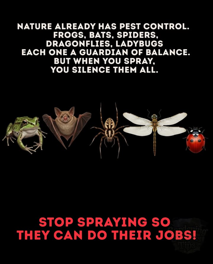 Nature Already Has Pest Control 
Frogs, bats, spiders, dragonflies, and ladybugs  each one keeps balance in your gardens ecosystem.
When you spray chemicals, you silence them all.

 Let nature handle the pests  its been doing it perfectly for millions of years.
Every small creature has a role. Every one lost breaks the chain.