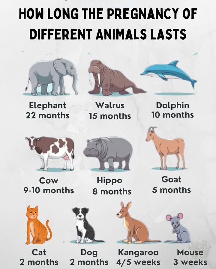 How Long Do Animals Stay Pregnant 
 Elephant: 22 months
The longest pregnancy of any land animal. Baby elephants take their time!
玲 Walrus: 15 months
These marine mammals carry their pups for over a year before giving birth.
 Dolphin: 10 months
Smart and social, dolphins have pregnancies similar in length to humans.
 Cow: 910 months
Cows, like humans, have relatively long gestation for a farm animal.
鍊 Hippo: 8 months
These water-loving giants have a shorter pregnancy than cows.
 Goat: 5 months
Goats multiply quickly thanks to their relatively short gestation.
 Cat: 2 months
Cats are fast reproducers with just a two-month pregnancy.
 Dog general: 2 months
Most dog breeds have a quick 2-month turnaround.
輦 Kangaroo: 45 weeks
Surprisingly short! Joeys are born tiny and develop in the pouch.
 Mouse: 3 weeks
Mice multiply rapidly with one of the shortest gestations in mammals.
