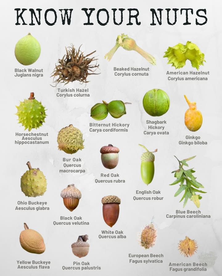 From mighty oaks to resilient hickories, nuts are more than food  theyre keystones of entire ecosystems.

 Walnuts & Hickories  Support wildlife with nutrient-dense food and produce high-quality hardwood.
 Hazelnuts  Small but mighty, these provide habitat and food for birds and small mammals.
 Beech & Oaks  Acorns and beechnuts fuel deer, squirrels, and countless woodland creatures.
 Buckeyes & Horse Chestnut  Often admired for beauty, though not all are edible for humans.
 Ginkgo & Blue Beech  Ancient survivors that enrich biodiversity and thrive across regions.

 Each species plays a role  feeding pollinators, enriching soils, and sustaining forests. Knowing them helps us protect both food sources and heritage trees for future generations.