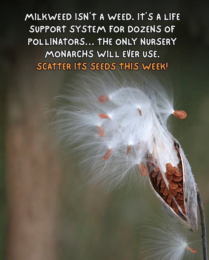 Milkweed isnt just a plant  its a lifeline.
As fall settles in and seeds ripen, this is your moment to give butterflies a future. 

曆 Why sow milkweed now
 Cold stratification happens naturally in winter
 Spring rains awaken seeds right on time
 Monarchs return looking for milkweed first

 How to scatter seeds early November
 Choose full-sun areas
 Lightly rake soil or press seeds onto bare ground
 Dont bury  they need light to germinate
 Leave leaf litter as a natural blanket

 Plant once, support life for years.
