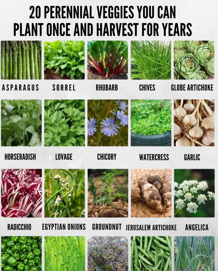 20 Perennial Veggies You Can Plant Once & Harvest for Years
Grow smarter, not harder. These resilient veggies return season after season, saving time, money, and effort:
 Asparagus, sorrel, rhubarb, chives, globe artichoke
 Horseradish, lovage, chicory, watercress, garlic
 Radicchio, Egyptian onions, groundnut, Jerusalem artichoke, angelica
 Capsicum, ostrich fern, sea kale, beans, wild leeks

 Tip: Mulch well and leave roots undisturbed to keep them thriving for decades.