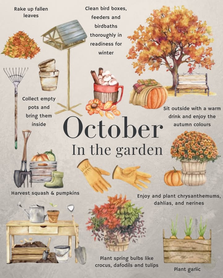 October in the Garden
Cooler days, cozy vibes, and plenty to do before winter:

 Harvest squash & pumpkins 
 Plant garlic  spring bulbs tulips, daffodils, crocus 
 Enjoy and plant fall stars like chrysanthemums & dahlias 
 Clean birdhouses, feeders & baths for winter 
 Rake leaves or leave some for wildlife 
 Collect pots & tools before frost 華

 And dont forget: sit back with a warm drink and enjoy the colors.