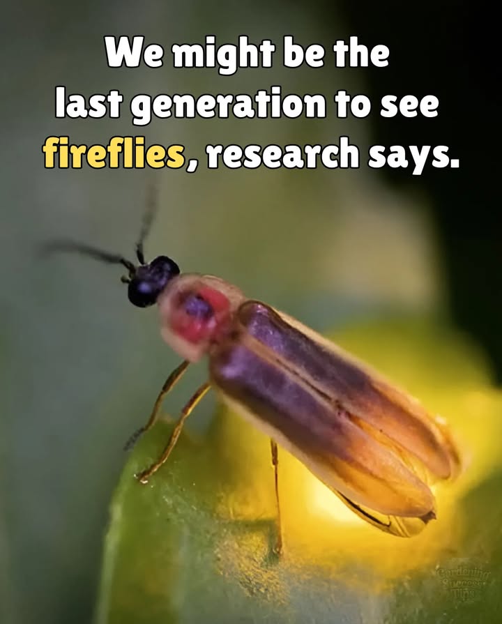 Were losing the light.
Fireflies are vanishingnot by fate, but by our hand.
Pesticides. Light pollution. Habitat loss.
The amber comet firefly was nearly gone until someone noticed.

 Its not too late.
 Let your yard go wild
 Turn off floodlights
 Skip the sprays
 Plant native
 Protect the dark

This isnt just about nostalgia.
Its a warning. A chance. A spark we can still save.
 Let it glow.

#SaveTheFireflies