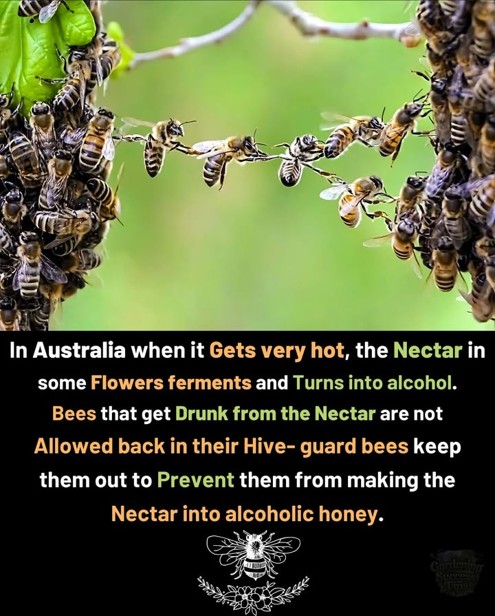 In Australias extreme heat, certain flowers naturally ferment nectar into alcohol. 
When bees collect it, they may become intoxicated. 
 To protect the hive, guard bees at the entrance prevent the affected bees from re-enteringsafeguarding the quality of the honey and the stability of the colony. 
 A remarkable example of how nature self-regulates even the smallest societies.
