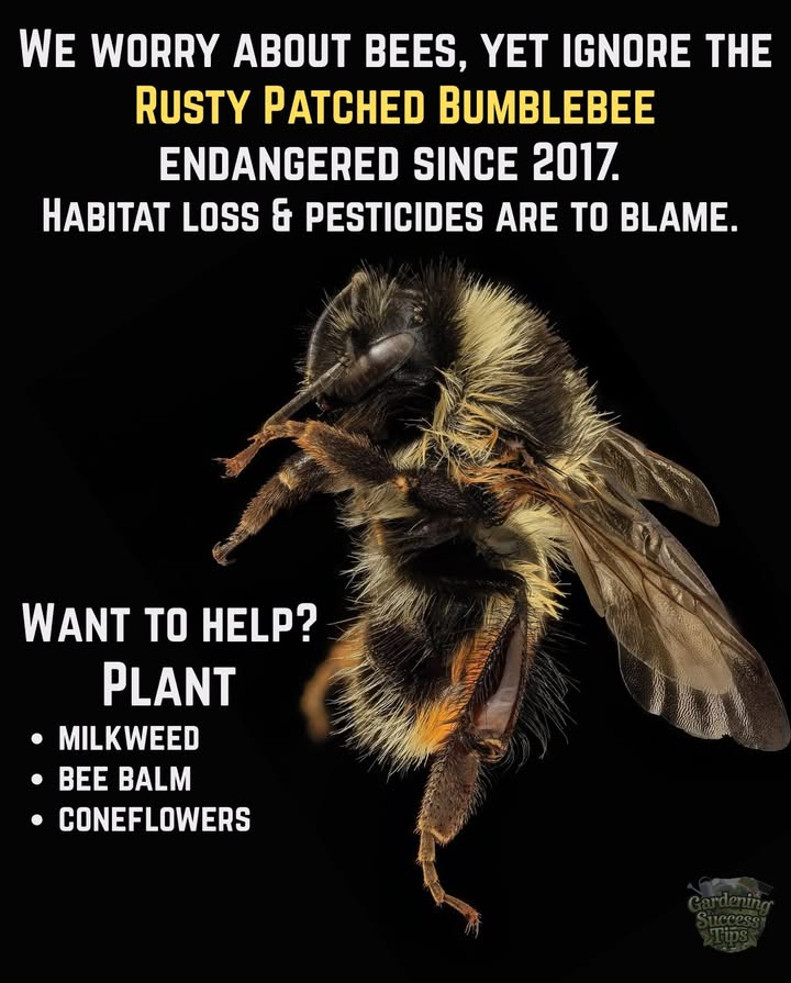 Save the Rusty Patched Bumblebee  Plant These Flowers! 

This endangered pollinator needs early spring blooms to survive. The queen bumblebee emerges hungry  and if she doesnt find nectar and pollen fast, she dies, and her colony never begins.

 Plant These Bee-Friendly Natives:
 Milkweed Asclepias
 Bee Balm Monarda
 Coneflowers Echinacea
 Wild Bergamot
 Anise Hyssop Agastache
 Golden Alexanders Zizia aurea
 Spiderwort Tradescantia
 Blue Giant Hyssop
 Joe-Pye Weed Eutrochium
 Wild Lupine Lupinus perennis
 Native Asters
 Black-Eyed Susan Rudbeckia hirta
 Prairie Clover Dalea
 Culvers Root Veronicastrum virginicum

 Every flower you plant makes a difference.
Lets restore whats been lost and protect our native bees  for good.