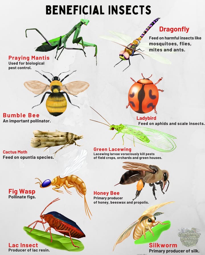 Not all bugs are pests  some protect your garden, pollinate your plants, or even make honey  .
 Let them work their magic!
Spraying kills them & poisons your lawn