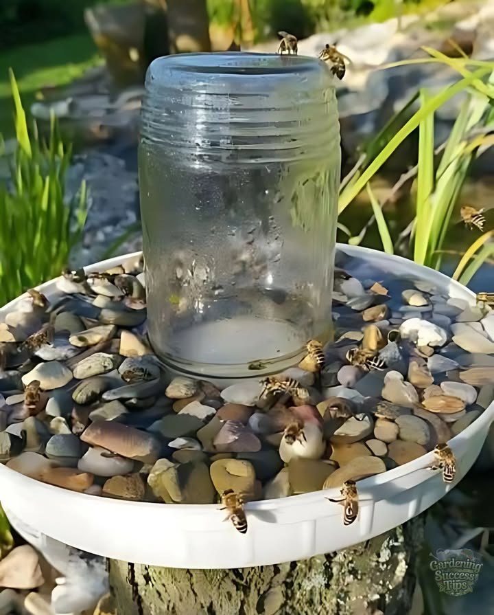 How to Truly Help Bees: Beekeepers Advice

 Skip the fruit!
It can develop harmful bacteria and threaten the entire hive.

 Instead, set up a bee-friendly watering station:
 Use a shallow dish of fresh water.
 Add small rocks or sticks so bees can land safely.
 For extra benefit, sprinkle in a pinch of pink Himalayan salt  it provides essential minerals bees need to regulate hive temperature about 90F, crucial for honey and raising young.

 Most important:
Let bees forage naturally. Avoid direct feeding  its better for their health and immunity.

 Small action, big impact  youll help bees and support the environment!