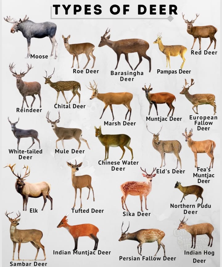 歷 20 Beautiful Types of Deer Around the World 
 Moose  The largest of all deer, found in northern forests.
 Roe Deer  Graceful and common across Europe.
蝹 Red Deer  Known for their majestic antlers.
 Reindeer  The only deer where both males and females grow antlers.
 Chital Deer Spotted Deer  Native to India, easily recognized by their white spots.
 Elk  Powerful and social, often seen in North America.
 Chinese Water Deer  Unique for having tusks instead of antlers.
 Sika Deer  Known for their charming spotted coats.
曆 Northern Pudu Deer  The smallest deer in the world!
 Barasingha Deer  The swamp deer with many-tined antlers.

Every deer species plays a vital role in maintaining balance within its ecosystem  from spreading seeds to shaping vegetation growth.

 Natures elegance lives in every antler and step.