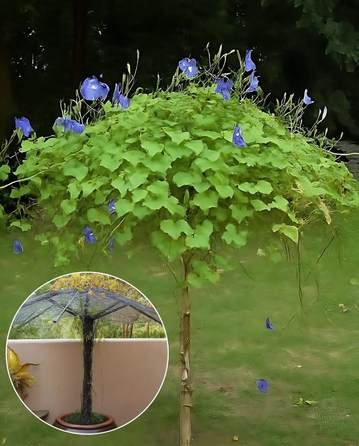 Turn a Broken Umbrella into a Garden Feature
 Repurpose an old umbrella frame as a trellis for climbing plants
 Plant Morning Glory seeds at the basethese vigorous vines love to twine up supports
 Watch as lush green growth and bright blooms transform your garden into a living canopy
 Perfect for adding shade, color, and a touch of creativity