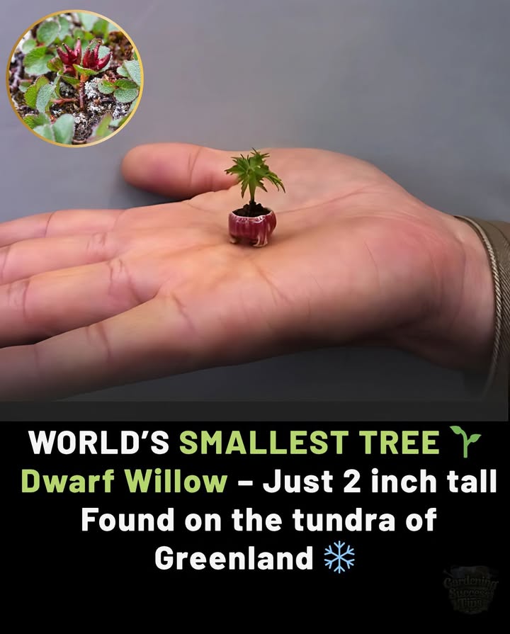 Meet the Dwarf Willow! salix herbacea
This tiny tree grows just 5 cm 2 inches tall and survives in one of the harshest places on Earththe tundra of Greenland.
Despite its size, its a true woody plant with branches, roots, and resilience.
Proof that even the smallest things can be mighty.