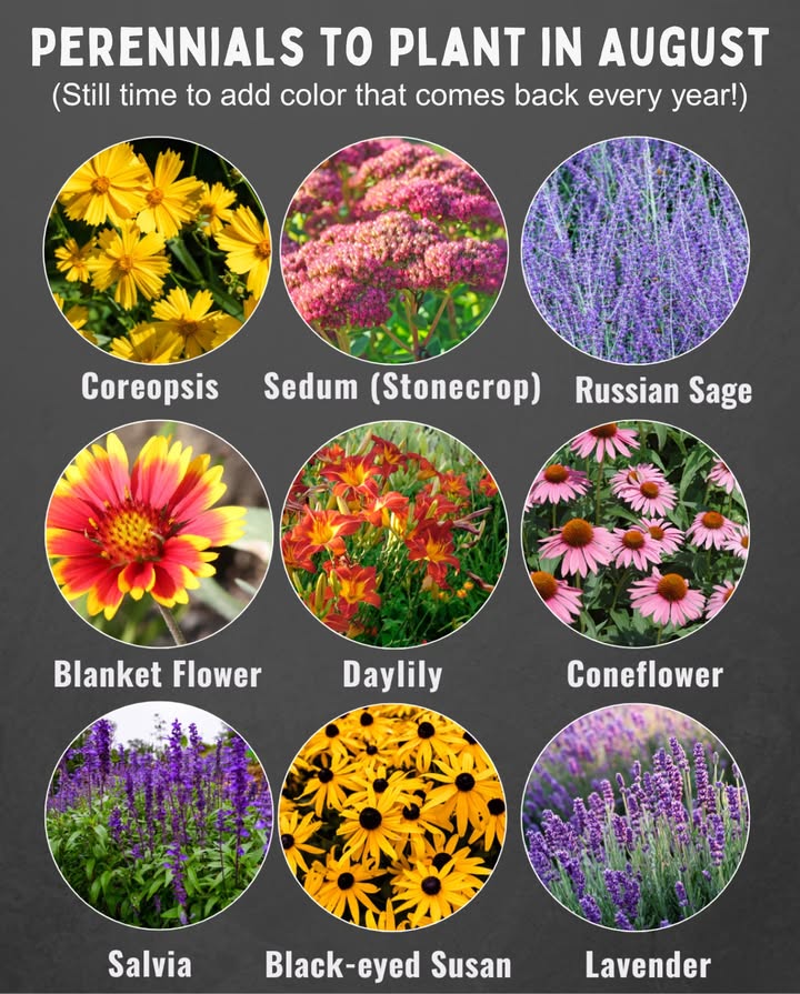 Perennials to Plant in August
Still time to add color that comes back every year!

華 Best for:
 Zones 39 USA
 Moist summer soil UK
 Cool-temperate prep AUS

 What to Plant:
 Coreopsis  heat-loving & long-blooming
 Sedum  drought-tough & late-season flair
 Russian Sage  sun-hardy with silver charm
 Gaillardia  blooms nonstop in hot weather
 Daylily  strong midlate summer beauty
 Echinacea  pollinator favorite
 Salvia  long-blooming & bee-loved
 Rudbeckia  golden, low-maintenance
 Lavender  aromatic & sun-loving

 Pro Tips:
 Plant container perennials
 Avoid midday heat
 Water deeply  mulch well