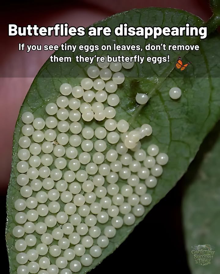 曆 Butterflies are disappearing  but you can help!
From avoiding pesticides to planting native flowers, every small action matters. Let logs stay, turn off lights at night, and never remove those tiny eggs on leaves  theyre the next generation of pollinators.