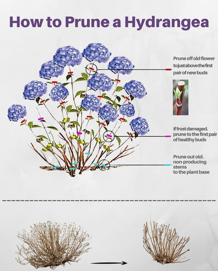 Hydrangea Pruning Tips for Healthier Blooms
A few clean cuts go a long way toward stronger growth and bigger flowers.

 Trim above the first set of healthy buds
 Remove frost-damaged tips in early spring
 Cut out old, unproductive stems at the base
 Always use sharp, clean tools to avoid damage
 Regular pruning encourages airflow and flower production

 A well-pruned hydrangea is a blooming masterpiece

#HydrangeaCare