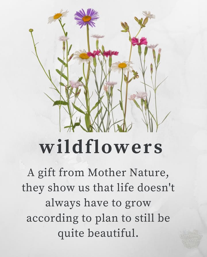 Wildflowers  Unplanned Beauty
A gentle reminder from nature that life doesnt need to follow a script to blossom into something extraordinary.