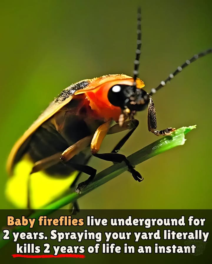 Save the FirefliesIt Starts Underground

Baby fireflies live 12 years underground, feeding on pests and preparing to light up our summer nights.

But a single spray of pesticides can wipe out an entire generation.

 No larvae = no glow.
 They need moist, healthy soilnot chemicals.

Protect your soil. Choose natural pest control.
 Let the magic come back every summer.
