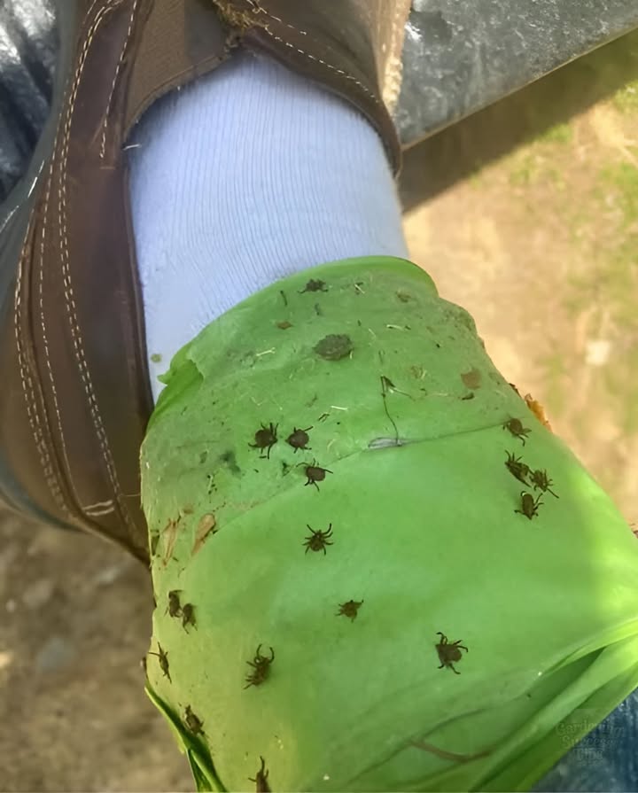 During spring gardening, keep this effective tip in mind to catch ticks:
1. Wrap tape around your ankles with the sticky side facing out.
2. This is how you catch ticks trying to climb up your legs.