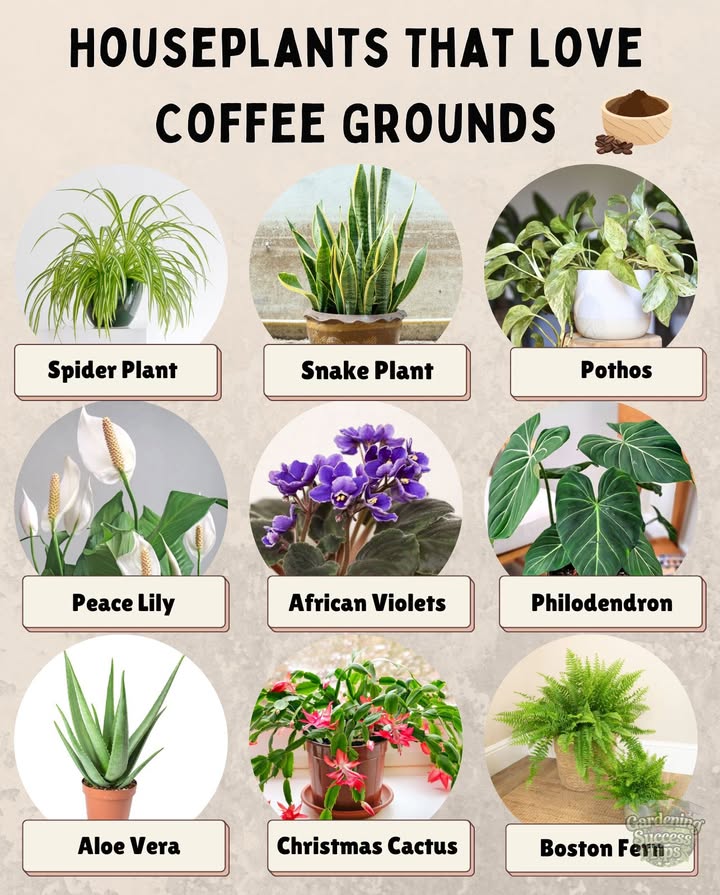 Give these green friends a sprinkle of used coffee grounds in moderation! for happier, healthier growth.

1. Spider Plant  Loves the nitrogen boost; sprinkle lightly on top.
2. Snake Plant  Feed sparingly; mix grounds into the soil to avoid clumping.
3. Pothos  Mix a pinch into potting mix for lush, trailing vines.
4. Peace Lily  Helps encourage deep green leaves; apply once a month.
5. African Violets  Use a tiny sprinkle; too much can affect soil acidity.
6. Philodendron  Mix into the topsoil for stronger, vibrant leaves.
7. Aloe Vera  Only occasional use; mix into soil, not on top.
8. Christmas Cactus  A light boost during the growing season.
9. Boston Fern  Loves acidity; sprinkle grounds or make a diluted coffee-water mix.