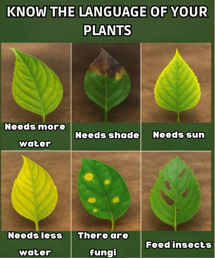 Know Your Plants Language 
 They Need More Water
Signs: Leaves appear wilted, limp, or discolored.
Solution: Increase watering frequency. Check soil moisture regularly.
 They Need Shade
Signs: Leaf tips are scorched or burned, usually turning brown or black.
Solution: Move the plant to a location with indirect light or provide shade cloth.
 They Need Sun
Signs: Pale, yellowish-green leaves that lack vitality.
Solution: Move your plant to a brighter location with more direct or filtered sunlight.
 They Need Less Water
Signs: Yellowing leaves, often starting at the tips or base.
Solution: Let the soil dry out between waterings and ensure good drainage.
There are Fungi
Signs: Circular yellow or brown spots on the leaves.
Solution: Prune affected areas, improve air circulation, and avoid getting the leaves wet.
 Insects Feed
Signs: Holes or gnawed sections on the leaves.
Solution: Inspect for pests like caterpillars or beetles and use natural repellents or insecticidal soap.
Pro Tip:
Healthy leaves are vibrant, uniform in color, and free of spots or damage. Regular check-ups with your plants can prevent small issues from becoming big problems.
