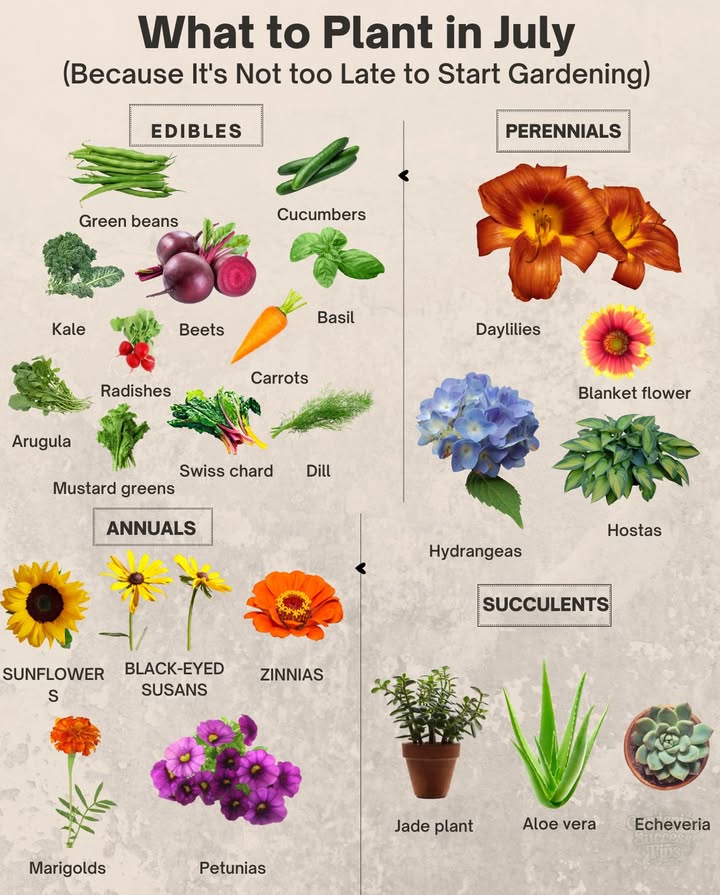 What to Plant in July
Youre not behindyoure syncing with the summer sun 

塞 Warm-Season Edibles
Still time for fast-growers and heat lovers:
 Kale
 Basil
 Swiss chard
 Green beans
 Radishes
 Beets
 Carrots
 Summer squash
 Cucumbers
 Dill
 Okra
 Arugula
 Turnips
 Collard greens
 Mustard greens

 Perennials to Establish Now
Plant once, enjoy for years:
 Daylilies
 Hydrangeas
 Hostas
 Coreopsis
 Shasta daisy
 Blanket flower
 Echinacea
 Yarrow
 Russian sage
 Bee balm
 Lambs ear

 Pollinator-Friendly Annuals
For continuous color into fall:
 Zinnias
 Black-eyed Susans
 Marigolds
 Cosmos
 Sunflowers
 Celosia
 Gomphrena
 Petunias
 Tithonia
 Nasturtiums

 Sun-Loving Succulents
Low maintenance, high reward:
 Haworthia
 Sedum
 Echeveria
 Sempervivum
 Aloe vera
 Crassula
 Graptopetalum
 Kalanchoe
 Agave Zones 8

 Mid-summer planting keeps your garden thriving and your harvest going strong. Just keep watering, mulching, and watching things grow!