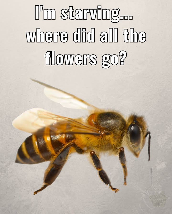 Dear human,
This is not just about bees.
This is about you.
Your food. Your forests. Your future.
No flowers = no bees.
No bees = no pollination.
No pollination = no life.
The chain is breaking.
You can mend it.
One flower at a time.
#savethebees