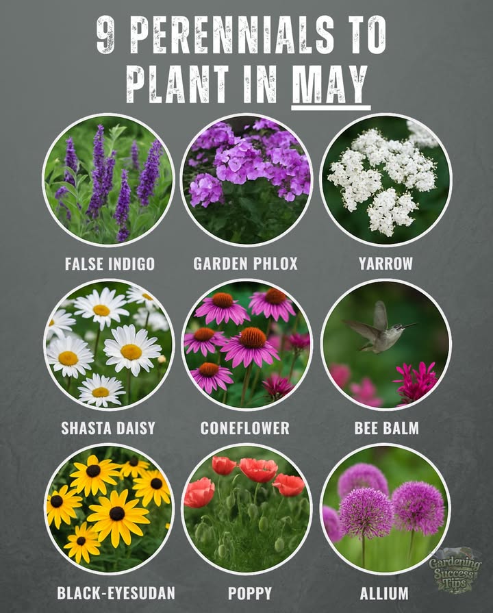 Perennials You Can Still Plant in May  for blooms that return every year!
 Best for:
 US Zones 39
 UK  sow or transplant once frost ends
 Australia cooltemperate  plant now for spring blooms

  Garden Phlox  full sun, butterflies love it
  False Indigo  drought-tolerant, hardy & bold
  Yarrow  resilient pollinator magnet
  Shasta Daisy  classic white blooms all summer
  Coneflower Echinacea  tough, loved by bees
  Bee Balm  attracts hummingbirds & bees
  Black-eyed Susan  thrives in heat and poor soil
  Poppy  easy to scatter, beautiful in masses
  Allium  striking globe flowers that bees adore