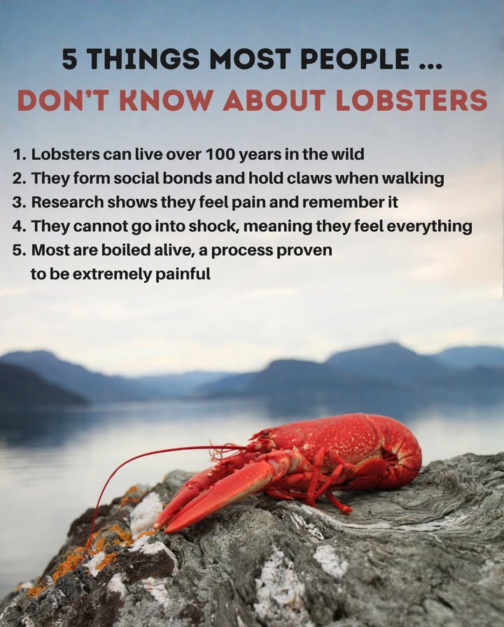 The more we learn about marine life, the more we realize many ocean creatures are emotional, social, and sensitive beings.

Lobsters arent sea insects.
They live long lives, connect with others, and feel pain deeply.

Understanding nature changes how we treat it  and every small shift toward compassion matters. 
#CompassionForWildlife